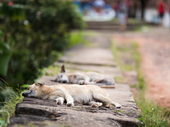 PL prevê criação de banco de ração para animais domésticos