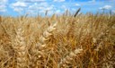 Agroecologia pode retardar efeitos da crise climática nas lavouras