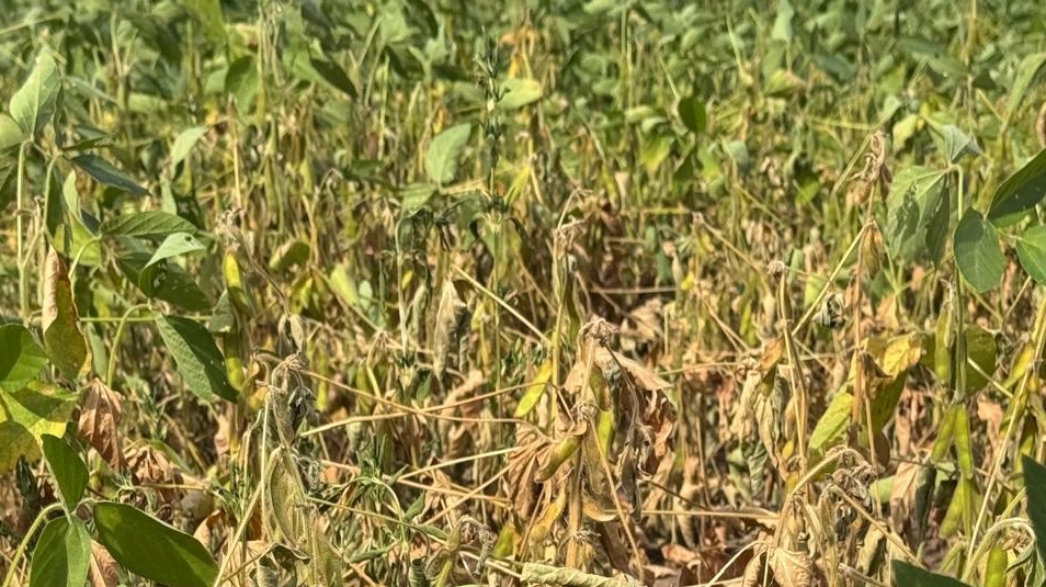 Aprosoja-PI: Perda na safra de grãos do Piauí já ultrapassa os 25%
