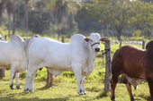 Campanha de atualização de rebanho bovino no Piauí atinge quase 80%, na primeira etapa