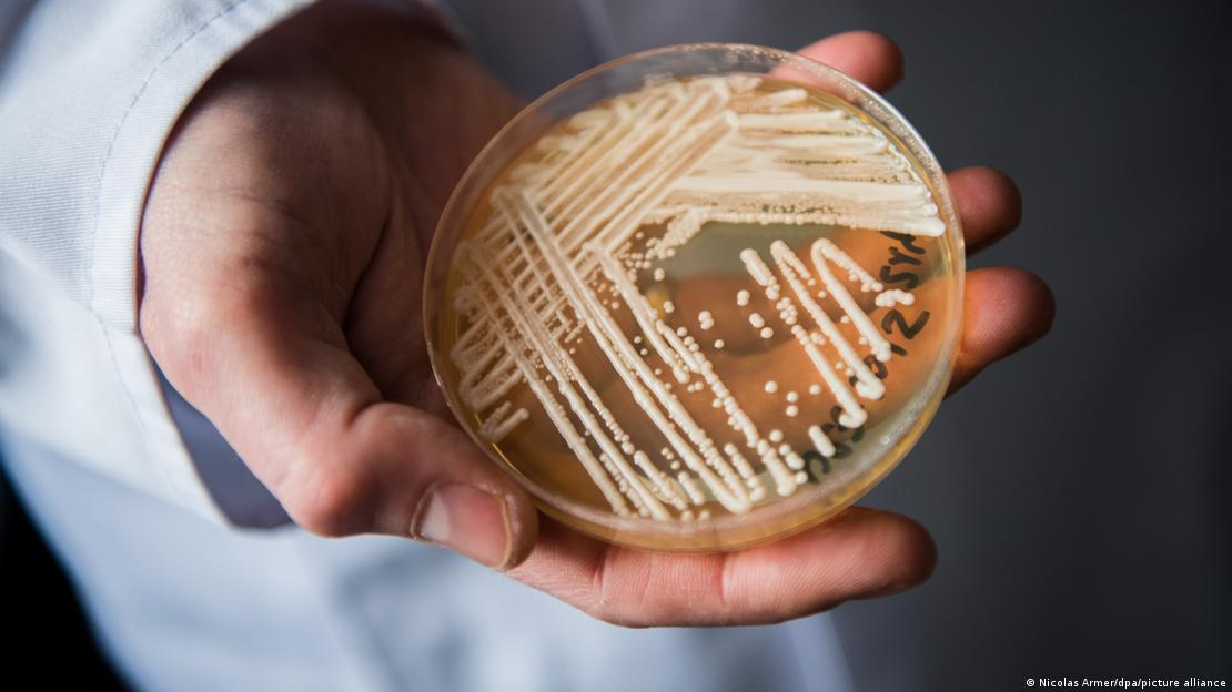  Candida auris, superfungo que preocupa Europa, EUA e Brasil 