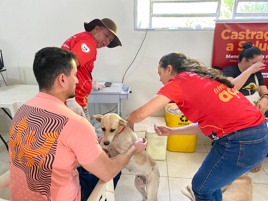 Em apenas uma semana, mais de 100 animais são castrados em Teresina e Picos com apoio da Semarh