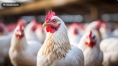 FAO: caso de gripe aviária no Brasil marca nova etapa do vírus