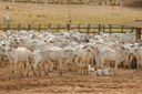 Fiscalização da Sada favorece crescimento de abate bovino no Piauí Fiscalização da Sada favorece crescimento de abate bovino no Piauí