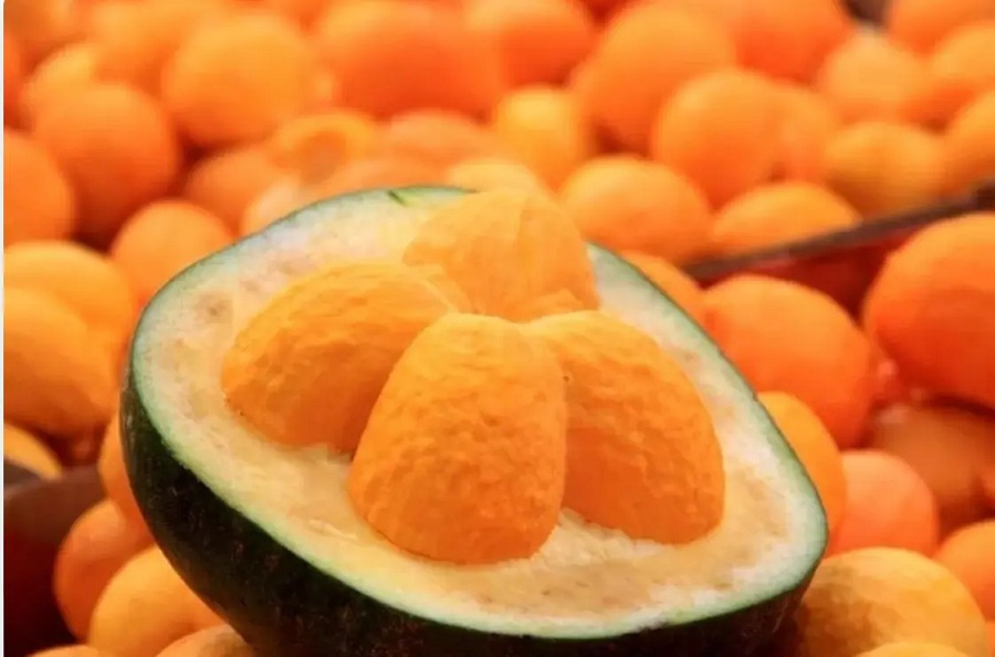 Lei do Pequi sancionada pelo presidente Lula beneficia comunidades do Piauí