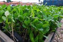 Mudas de caju começam a ser distribuídas entre os agricultores familiares do Piauí Mudas de caju começam a ser distribuídas entre os agricultores familiares do Piauí