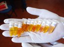 Piauí intensifica vigilância contra influenza aviária e doença de Newcastle Piauí intensifica vigilância contra influenza aviária e doença de Newcastle