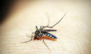 Piauí registra queda de 59,4% nos casos de dengue nos 2 primeiros meses de 2025