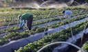Plano Safra: publicada MP que garante crédito extraordinário ao setor agro