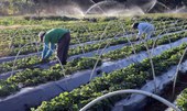 Plano Safra: publicada MP que garante crédito extraordinário ao setor agro