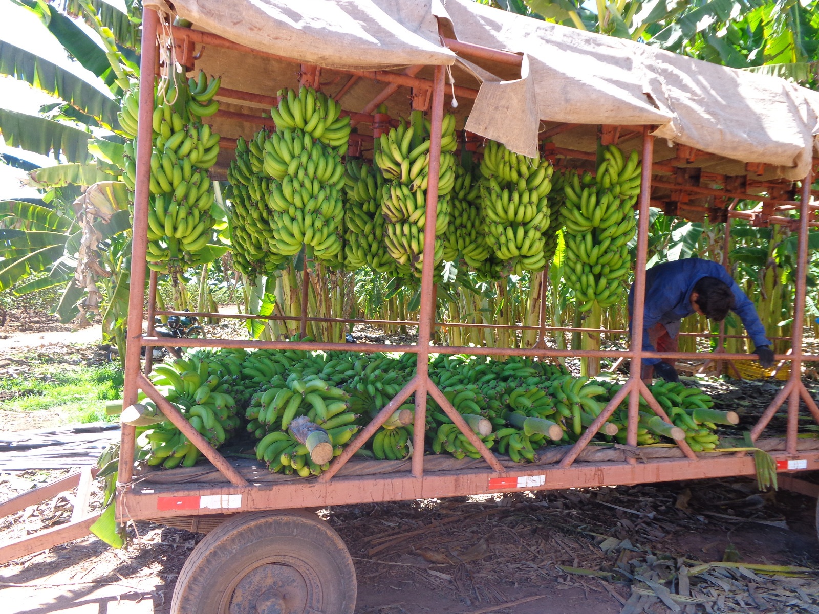 Platôs de Guadalupe exportam 14 mil toneladas de banana; experiência de perímetros irrigados será expandida no Piauí