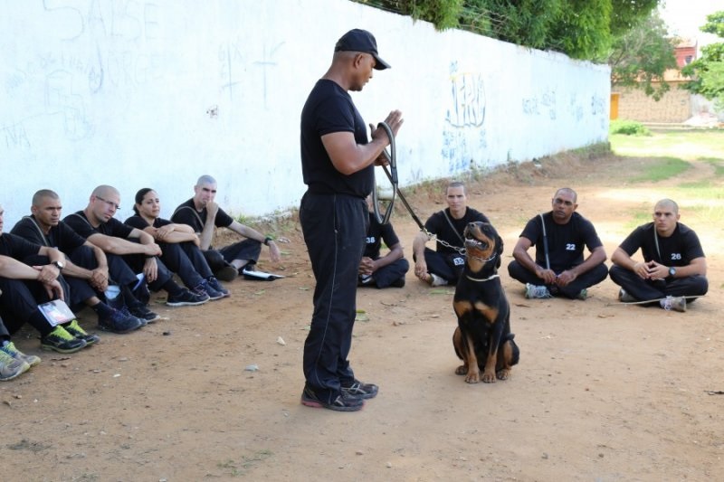 PM-PI abre inscrições para treinamento visando atuação com cães policiais