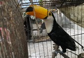 Polícia Civil e Companhia de Policiamento Ambiental resgatam 70 animais silvestres