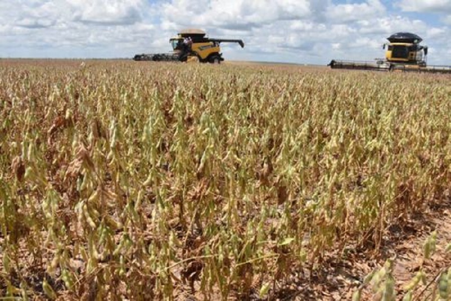 Produção de grãos no Piauí em 2025 deve atingir recorde histórico com suporte de infraestrutura viária no cerrado