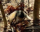 Programa Estadual de Proteção à Fauna Silvestre é instituído no Piauí
