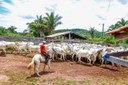 Programa Piauí + Genética vem mudando a cara do rebanho bovino do Estado Programa Piauí + Genética vem mudando a cara do rebanho bovino do Estado
