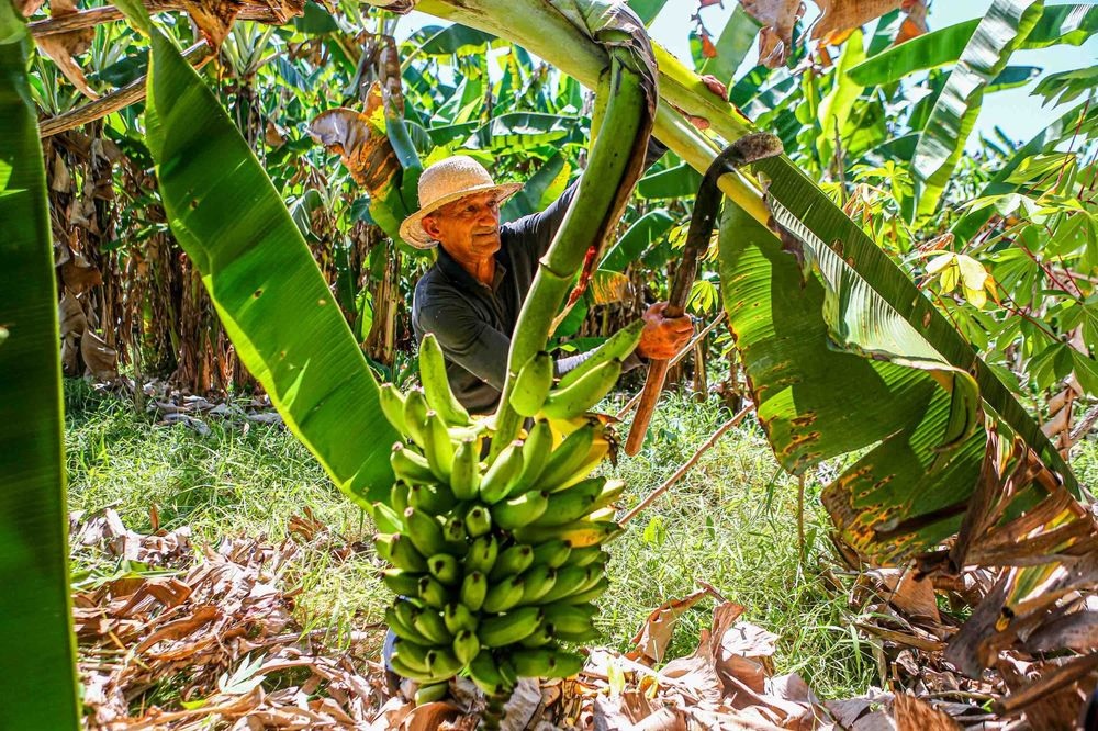 Sancionada Lei de Incentivo à Fruticultura Sustentável