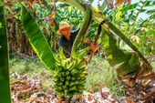 Sancionada Lei de Incentivo à Fruticultura Sustentável