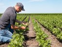 Setor agropecuário lidera crescimento de empregos formais no Piauí Setor agropecuário lidera crescimento de empregos formais no Piauí