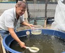 UFPI promove curso sobre controle biológico de larvas de Aedes aegypti e Culex sp