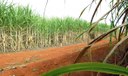 “Super enzima” de bactéria pode transformar resíduos em biocombustível