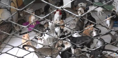 Abril Laranja reforça combate aos maus-tratos enquanto abrigos seguem lotados em Teresina