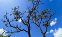 Alertas de desmatamento batem recorde no Cerrado