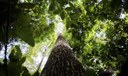 Alertas de desmatamento na Amazônia caem 68% em abril