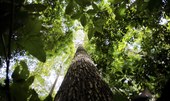 Alertas de desmatamento na Amazônia caem 68% em abril