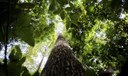 Amazônia Legal: desmatamento cai 61% em janeiro