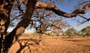 Ambientalistas denunciam degradação no Cerrado