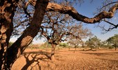 Ambientalistas denunciam degradação no Cerrado