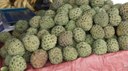 Ata: o sabor doce que conquista o Piauí e fortalece a saúde