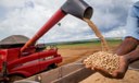 Aumento da temperatura vai afetar produção de feijão no Brasil