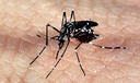 Autoridades sanitárias alertam para alta nos casos de dengue na Europa Autoridades sanitárias alertam para alta nos casos de dengue na Europa