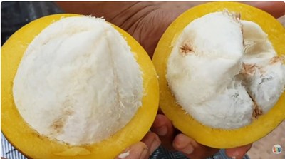  Bacuri movimenta economia no Norte e Nordeste e ganha força na indústria de cosméticos