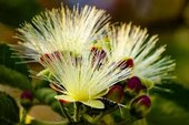 Biodiversidade brasileira: uma aliada no combate ao Aedes aegypti