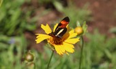 Biodiversidade de insetos no Brasil está em queda, mostra estudo