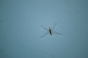 Brasil conta agora com a maior biofábrica do mundo de mosquitos “do bem”