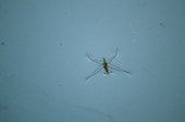 Brasil conta agora com a maior biofábrica do mundo de mosquitos “do bem”