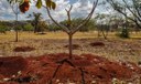 Brasil perdeu 16% de vegetação herbácea e arbustiva em 38 anos