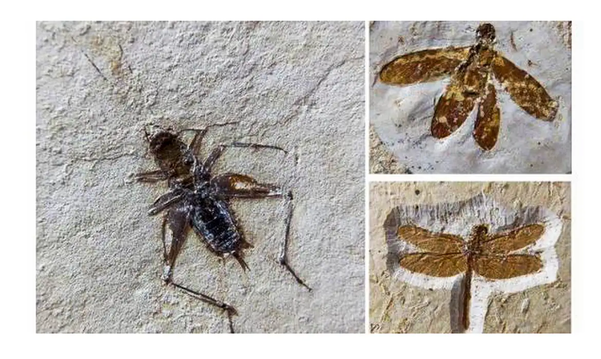 Brasil recupera 25 fósseis de insetos que seriam vendidos no exterior