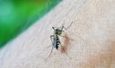Brasil registra mais de 60 mortes e 408 mil casos prováveis de dengue