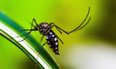 Brasil se aproxima de 6 milhões de casos e 4 mil mortes por dengue Brasil se aproxima de 6 milhões de casos e 4 mil mortes por dengue