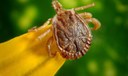 Brasil tem 49 registros de febre maculosa com mortes; entenda