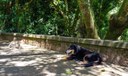 Cães e gatos são considerados espécies invasoras no Brasil
