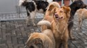 Câmara aprova projeto que proíbe uso de animais em testes de cosméticos