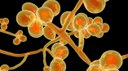 Candida auris, superfungo que preocupa Europa, EUA e Brasil