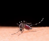 Casos de dengue em gestantes aumentam 345%; Saúde lança manual