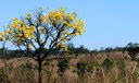 Cerrado registra aumento no desmatamento de 25% neste ano